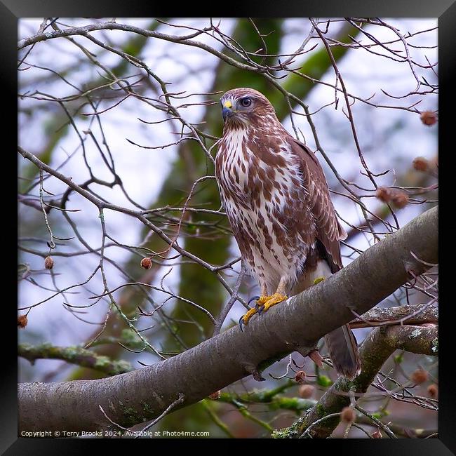 Common Buzzard Buteo buteo in a Tree Framed Print by Terry Brooks