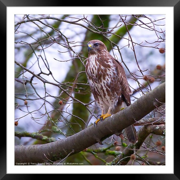 Common Buzzard Buteo buteo in a Tree Framed Mounted Print by Terry Brooks