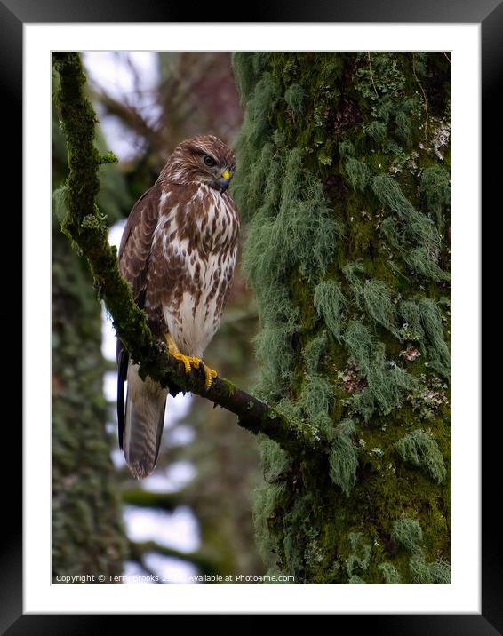 Common Buzzard - Buteo buteo Framed Mounted Print by Terry Brooks