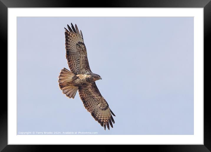 Common Buzzard in Flight Framed Mounted Print by Terry Brooks