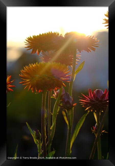 Flowers Silhouette in the Sun Framed Print by Terry Brooks