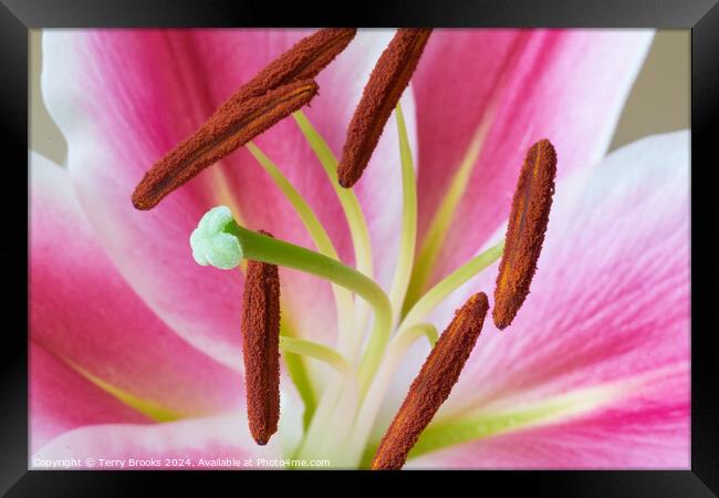 Pink and White Lily Close Up Framed Print by Terry Brooks