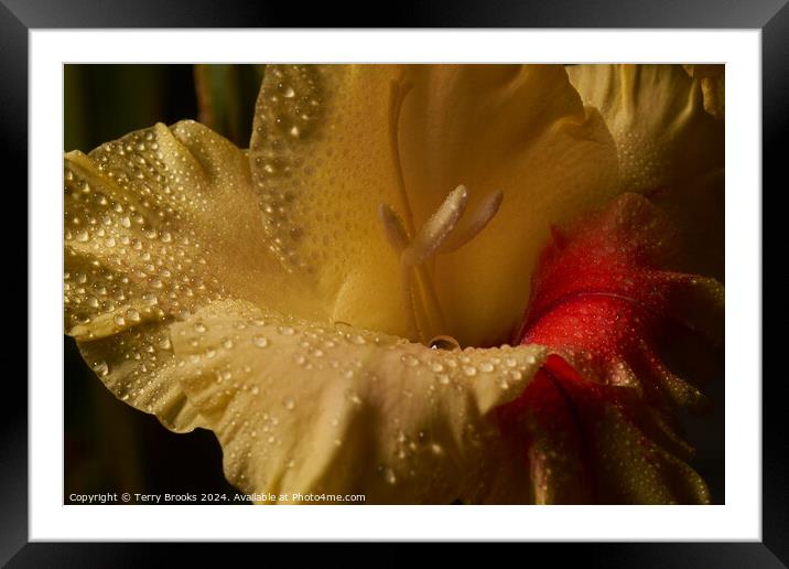 Yellow Gladioli Close Up Framed Mounted Print by Terry Brooks