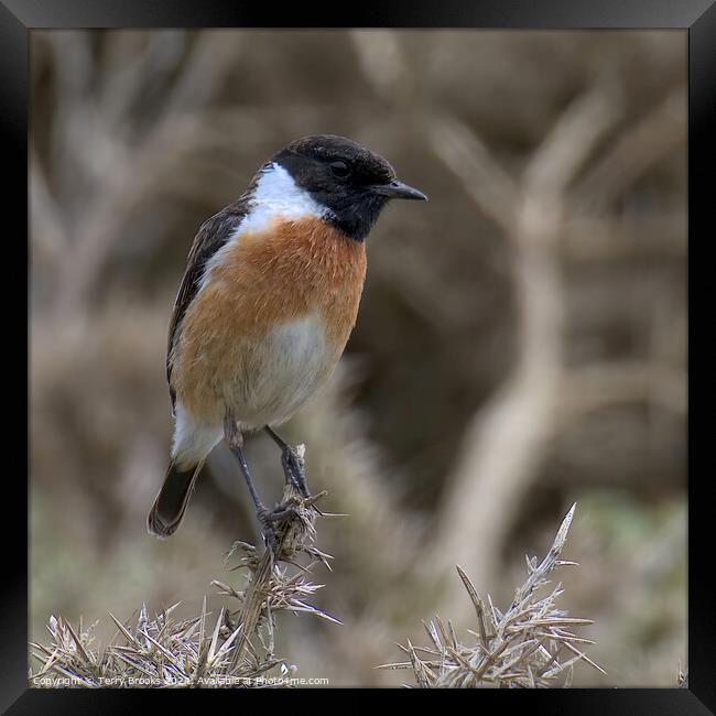 Stonechat Perched Framed Print by Terry Brooks