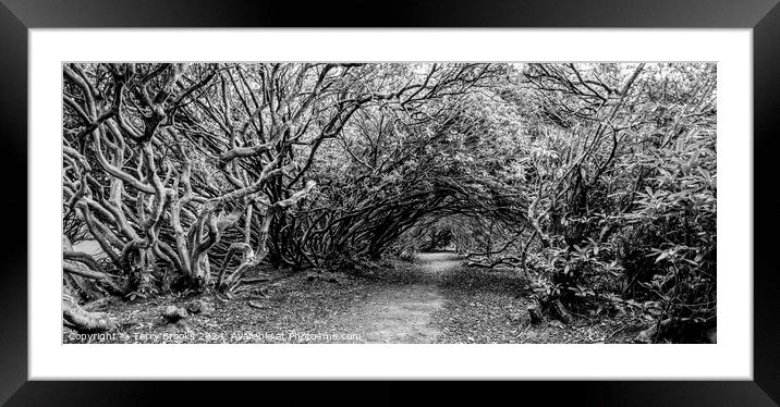 Haunted Wood of Rhododendron Black and White Framed Mounted Print by Terry Brooks