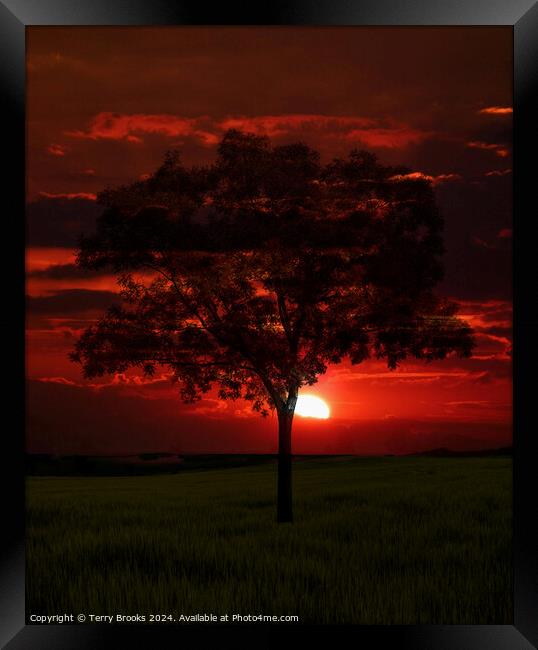 Sunset behind a Lone Tree Framed Print by Terry Brooks