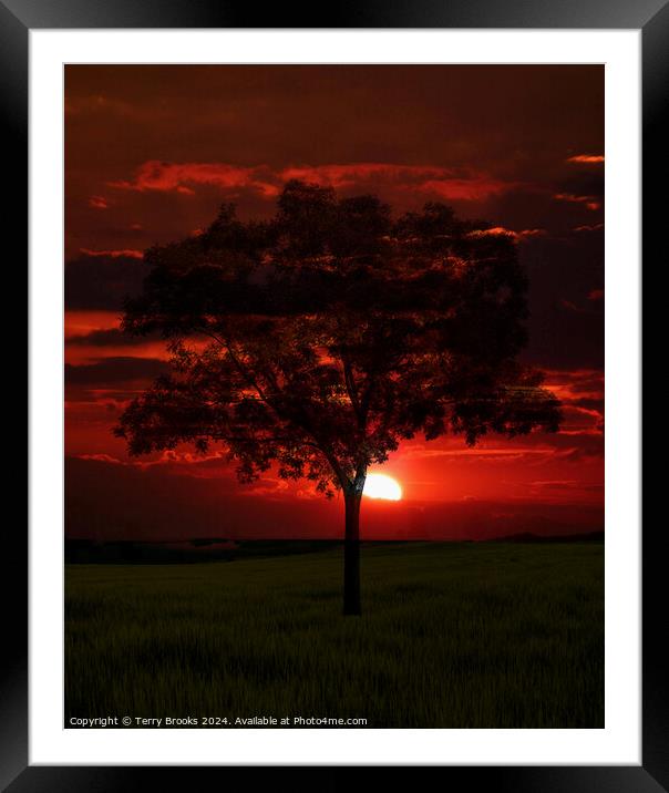 Sunset behind a Lone Tree Framed Mounted Print by Terry Brooks