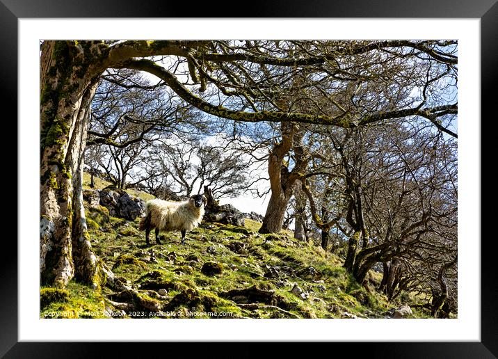 Sheep Framed Mounted Print by Matt Jackson