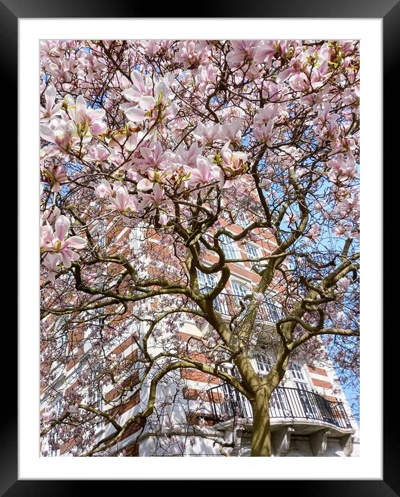 The enchanting Magnolia Tree of St John's Wood Framed Mounted Print by Peter Lewis