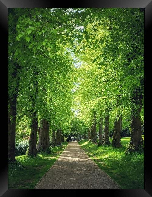 Majestic avenue of beech trees Framed Print by Peter Lewis