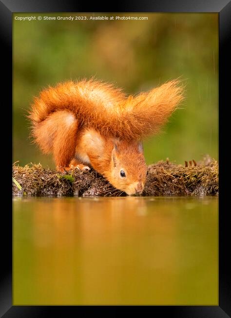 The Reflective Red Squirrel Framed Print by Steve Grundy