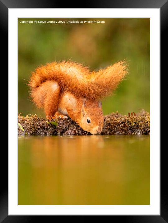 The Reflective Red Squirrel Framed Mounted Print by Steve Grundy