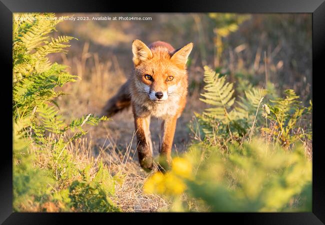 Mesmerizing Rural Red Fox Framed Print by Steve Grundy