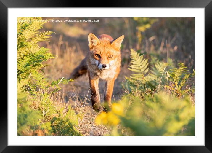 Mesmerizing Rural Red Fox Framed Mounted Print by Steve Grundy