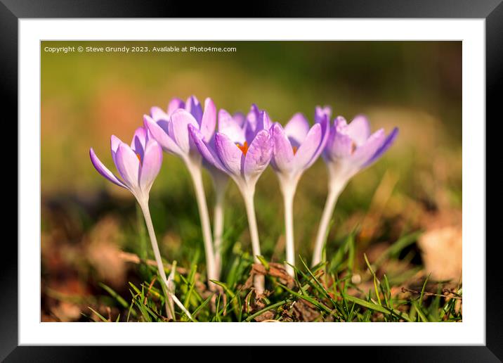 Crocus: Springs First Bloom Framed Mounted Print by Steve Grundy