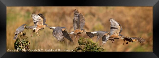 Majestic Flight of the Sparrowhawk Framed Print by Steve Grundy