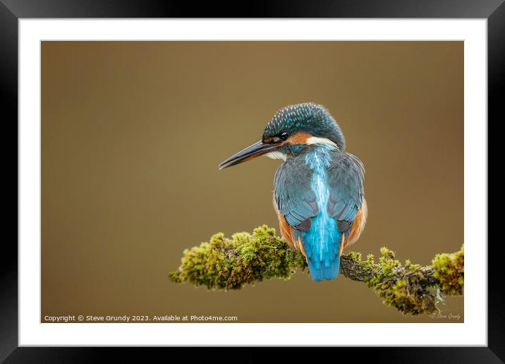 Inquisitive Young Kingfisher  Framed Mounted Print by Steve Grundy
