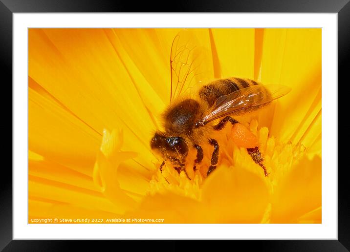 Bumble Bee Beauty in motion Framed Mounted Print by Steve Grundy