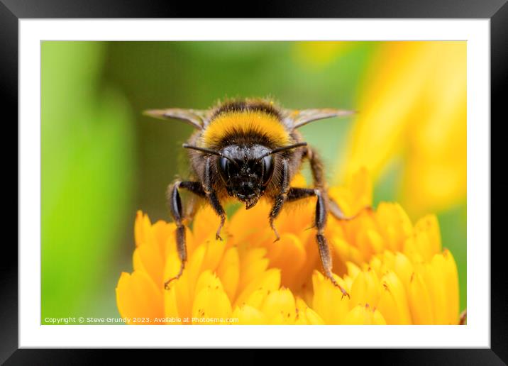 Bumble Bee Framed Mounted Print by Steve Grundy