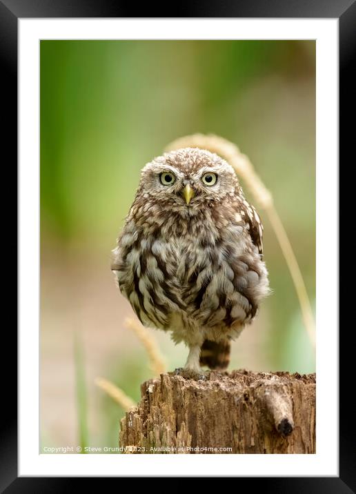 Majestic Little Owl Framed Mounted Print by Steve Grundy