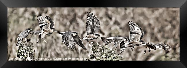 Majestic Sparrowhawk in Flight Framed Print by Steve Grundy