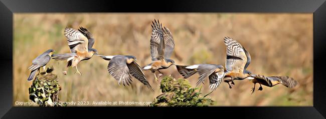 Majestic Sparrowhawk Flight Framed Print by Steve Grundy