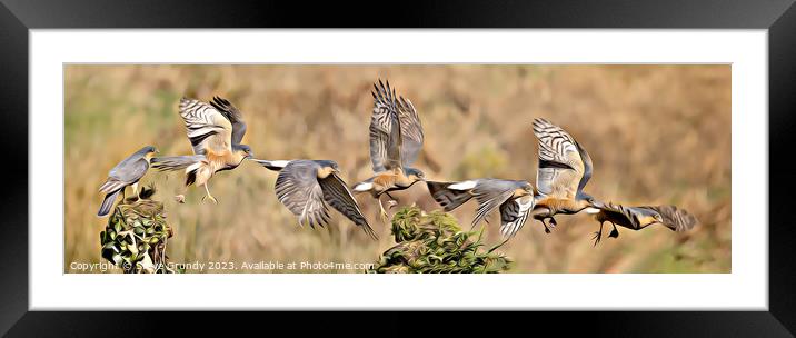 Majestic Sparrowhawk Flight Framed Mounted Print by Steve Grundy