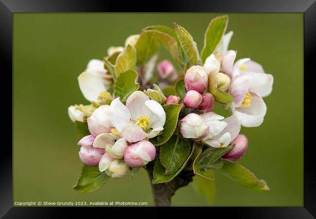 Springtime Apple Blossom Framed Print by Steve Grundy