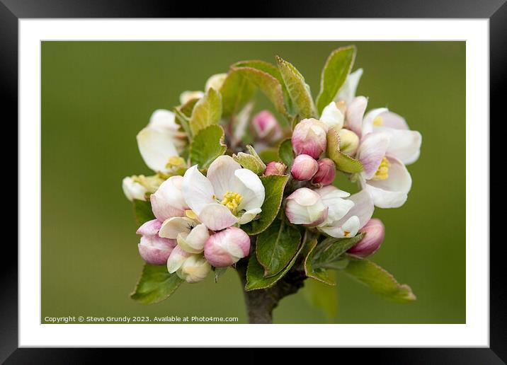 Springtime Apple Blossom Framed Mounted Print by Steve Grundy