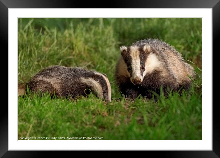 Foraging Badger and Cub Framed Mounted Print by Steve Grundy