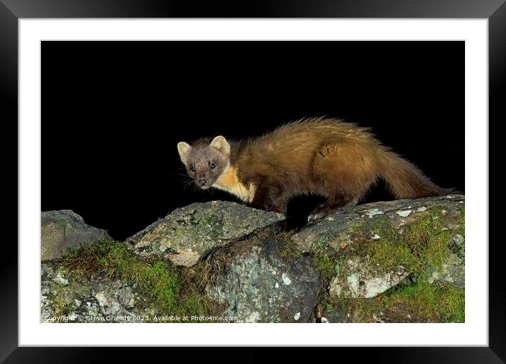 Pine Marten: A stealthy hunter of the forest. Framed Mounted Print by Steve Grundy