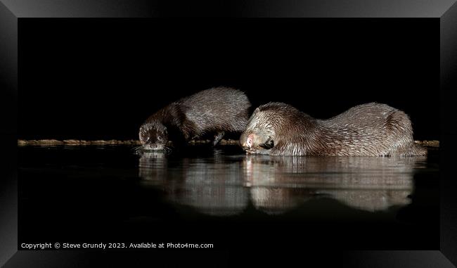 Otters at night: A river's secret dancers. Framed Print by Steve Grundy