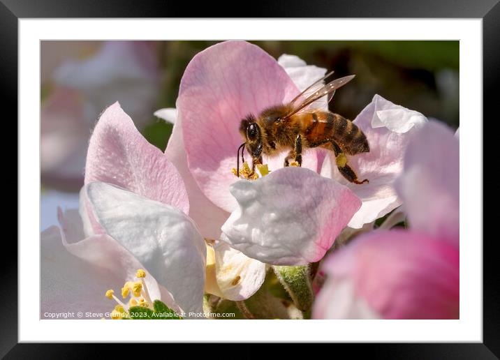 Beauty of a Honeybees Haven Framed Mounted Print by Steve Grundy