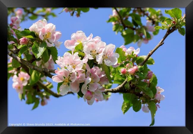 Apple Blossom Heralds the Spring Framed Print by Steve Grundy
