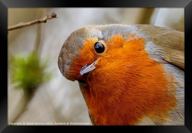 Curious Robin Framed Print by Steve Grundy