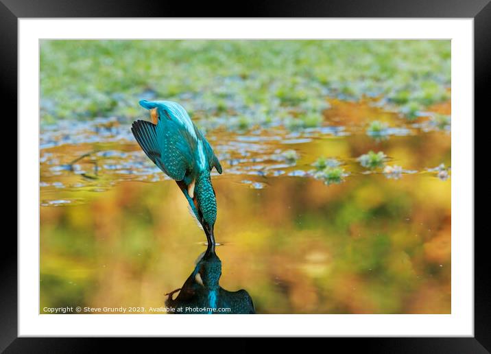 Diving Kingfisher Framed Mounted Print by Steve Grundy