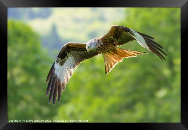 Red Kite - Majesty in Flight Framed Print by Steve Grundy