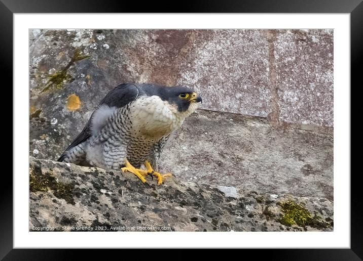 Peregrine Falcon at Winchester Cathedral (Winnie) Framed Mounted Print by Steve Grundy