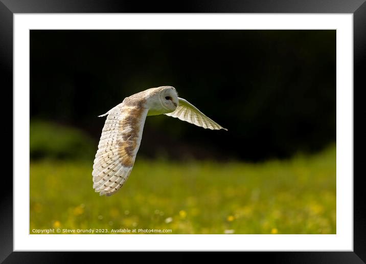 Barn Owl Hunting in Lush Green Field Framed Mounted Print by Steve Grundy