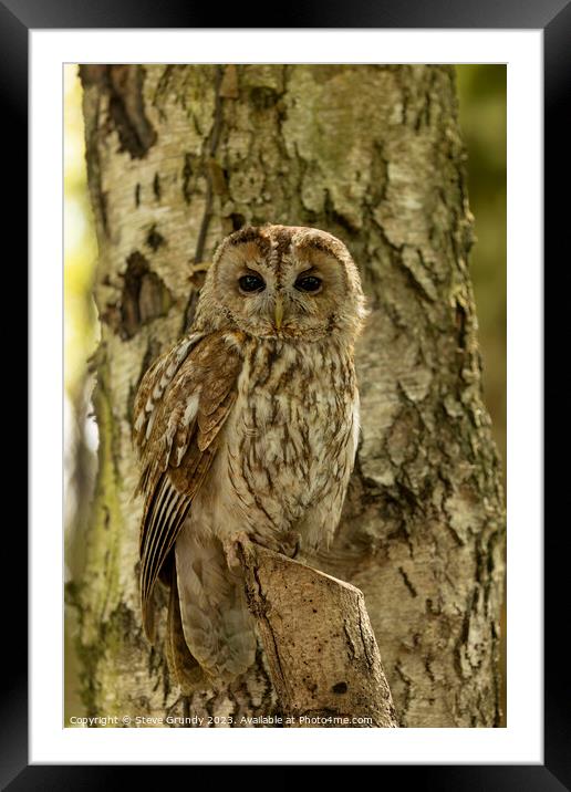 Silent Hunter - Camouflaged Tawny Owl Framed Mounted Print by Steve Grundy