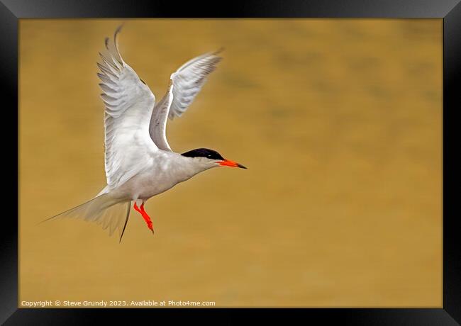 Common Tern Taking Flight  Framed Print by Steve Grundy