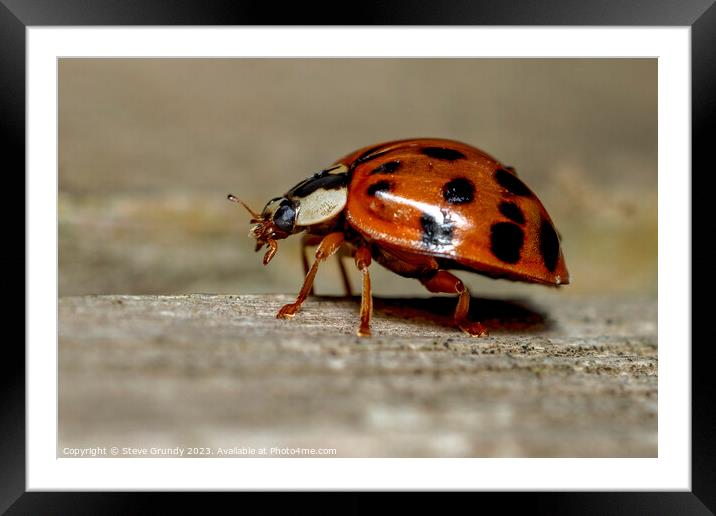 Ladybird / Ladybug Framed Mounted Print by Steve Grundy