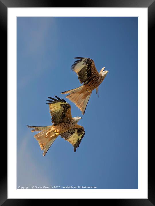 Skyward Soaring Red Kites: Aerial Mastery Display Framed Mounted Print by Steve Grundy