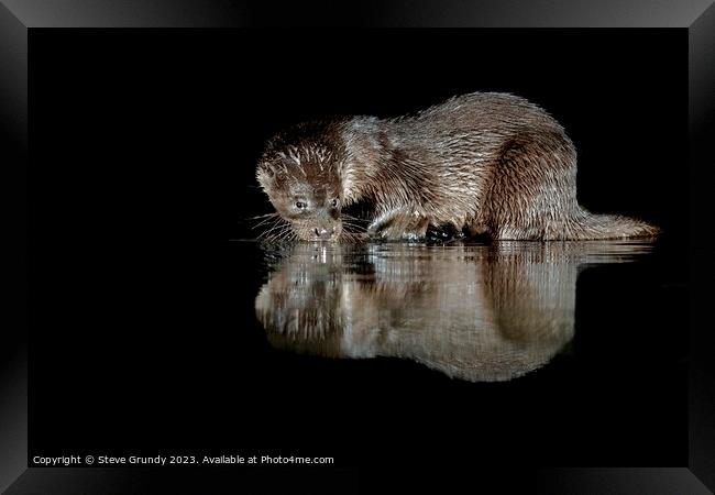 Otter Caught in the Act Framed Print by Steve Grundy