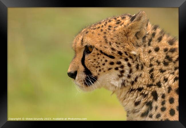 Cheetah - admiring the view Framed Print by Steve Grundy