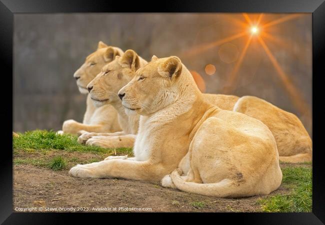 Serene Lionesses / lions Framed Print by Steve Grundy