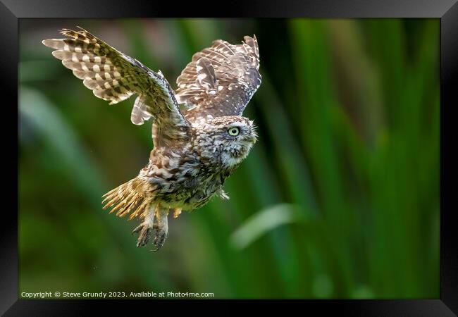 Little Owl in Flight Framed Print by Steve Grundy