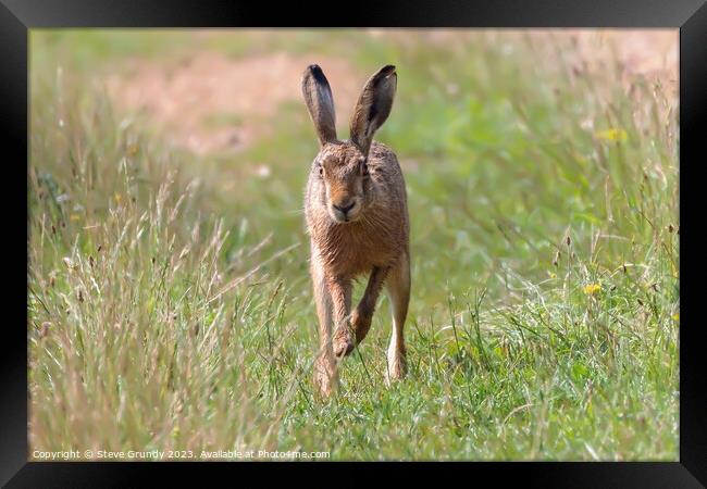 Hare in Meadow Framed Print by Steve Grundy