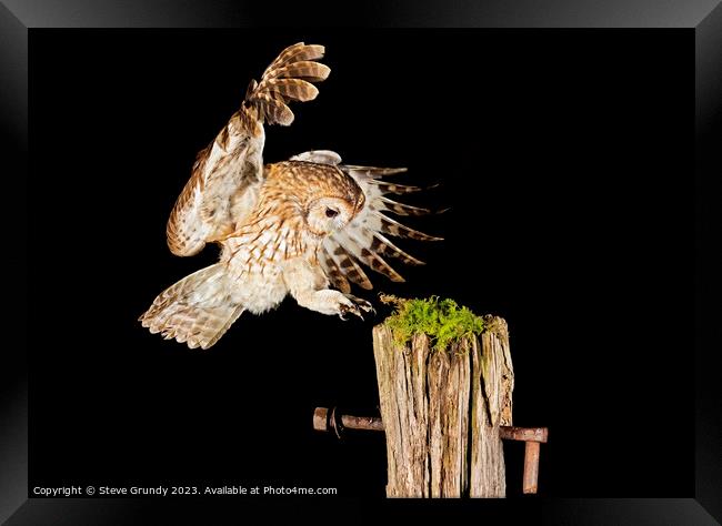 Wild Tawny Owl Flying Framed Print by Steve Grundy
