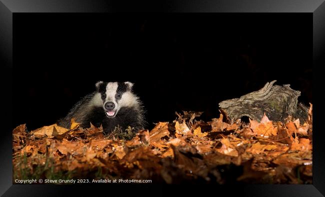 Badger in Autumn Woodland Framed Print by Steve Grundy